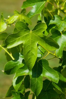 Liquidambar styraciflua 'Rotundiloba' - ambroň západní - list léto